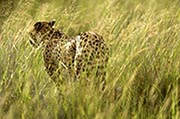 Cheetah Okavango